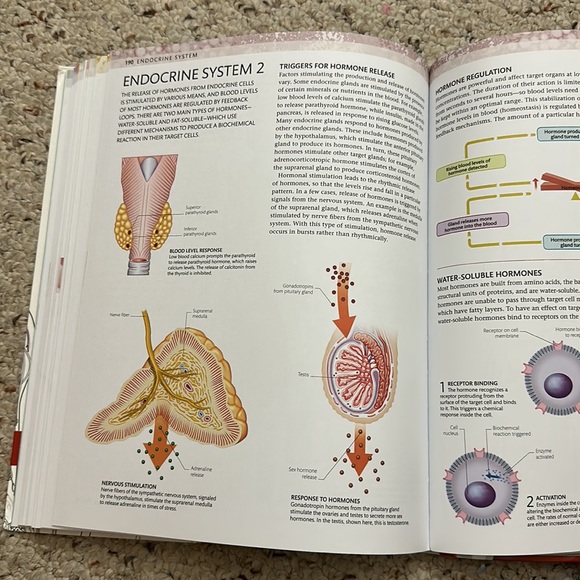 Human anatomy coloring book - Picture 2 of 5